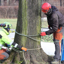 Pracownik opasuje drzewo linami