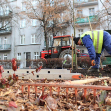 Robotnicy sadzą krzaki, na pierwszym planie na liściach leżą grabie