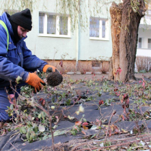Robotnik sadzi krzaczek, w tle blok i drzewo