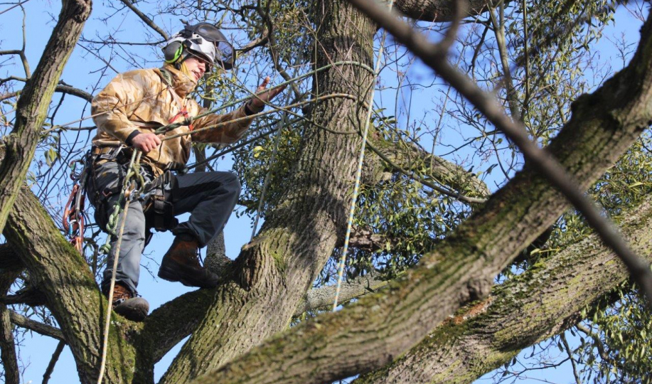 Siedzący na gałęzi pracownik ekipy wysokościowej wycina jemiołę