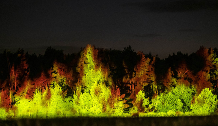 Na zdjęciu widać mapping wyświetlany na lesie