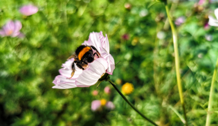Pszczoła siedzi na bladoróżowym kwiatku