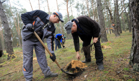 Grupa pracowników firmy zieleniarskiej sadzi młode drzewka na terenie parku na Jarze