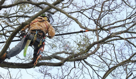 Pracownik firmy wysokościowej pracuje w koronie drzewa i wycina jemiołę